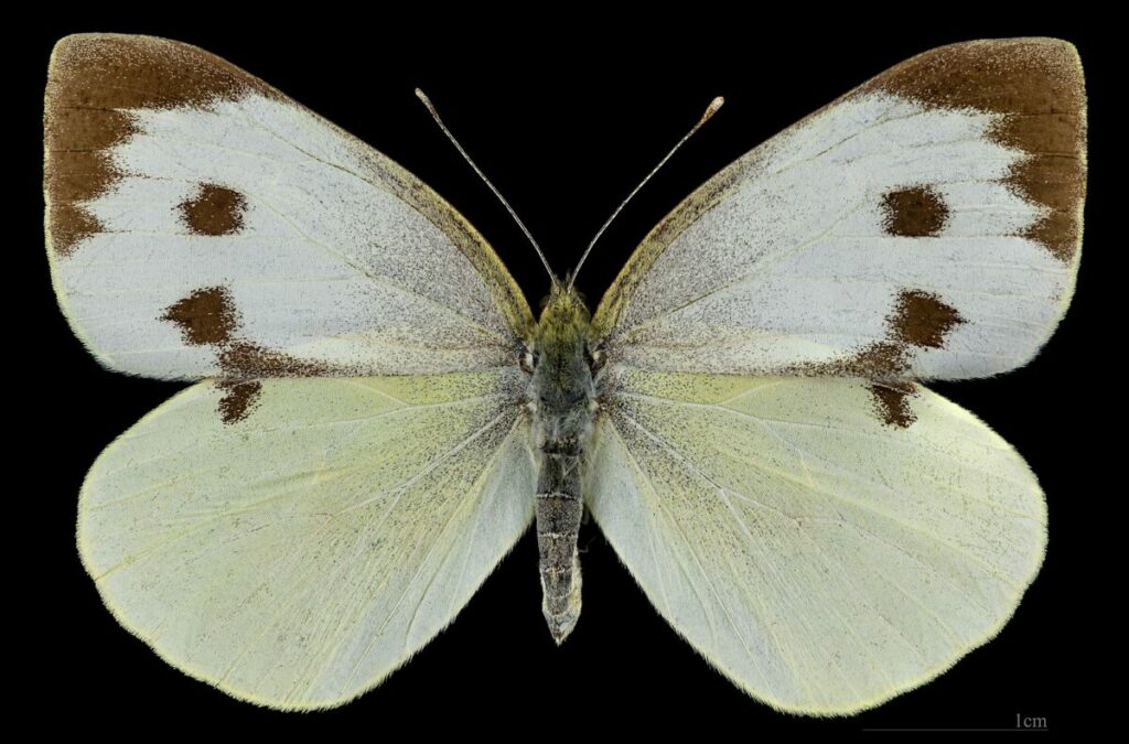 (mhnt) pieris brassicae foret de bouconne, france female dorsal