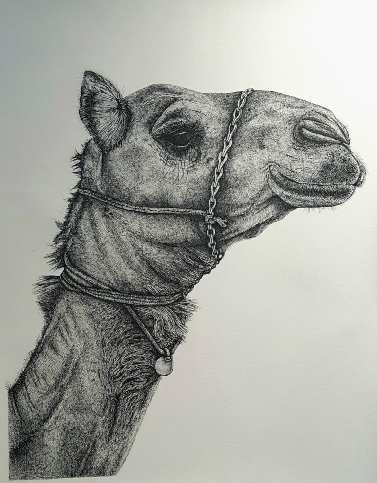 Helen Dean Dubai dromedary