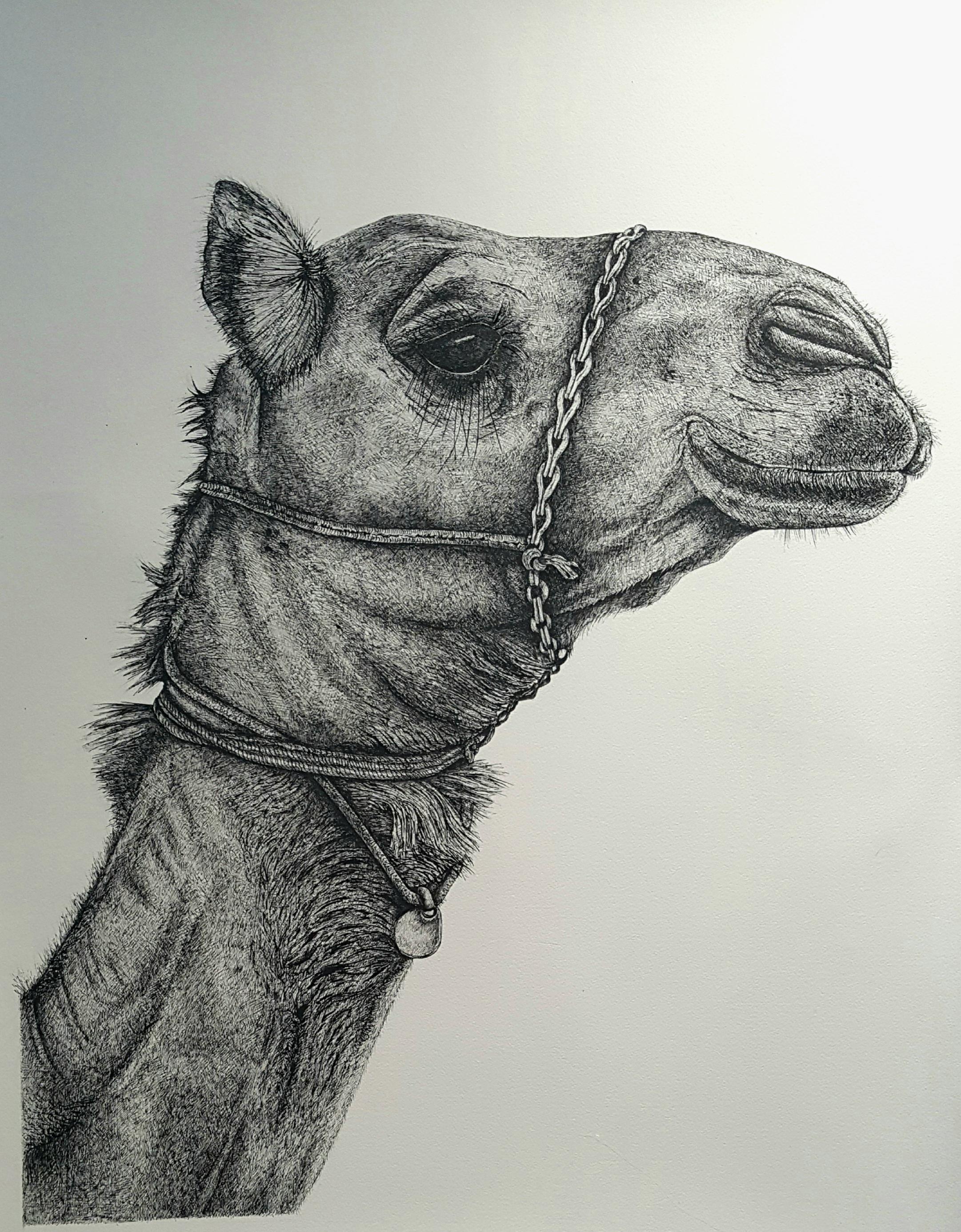 Helen Dean Dubai dromedary