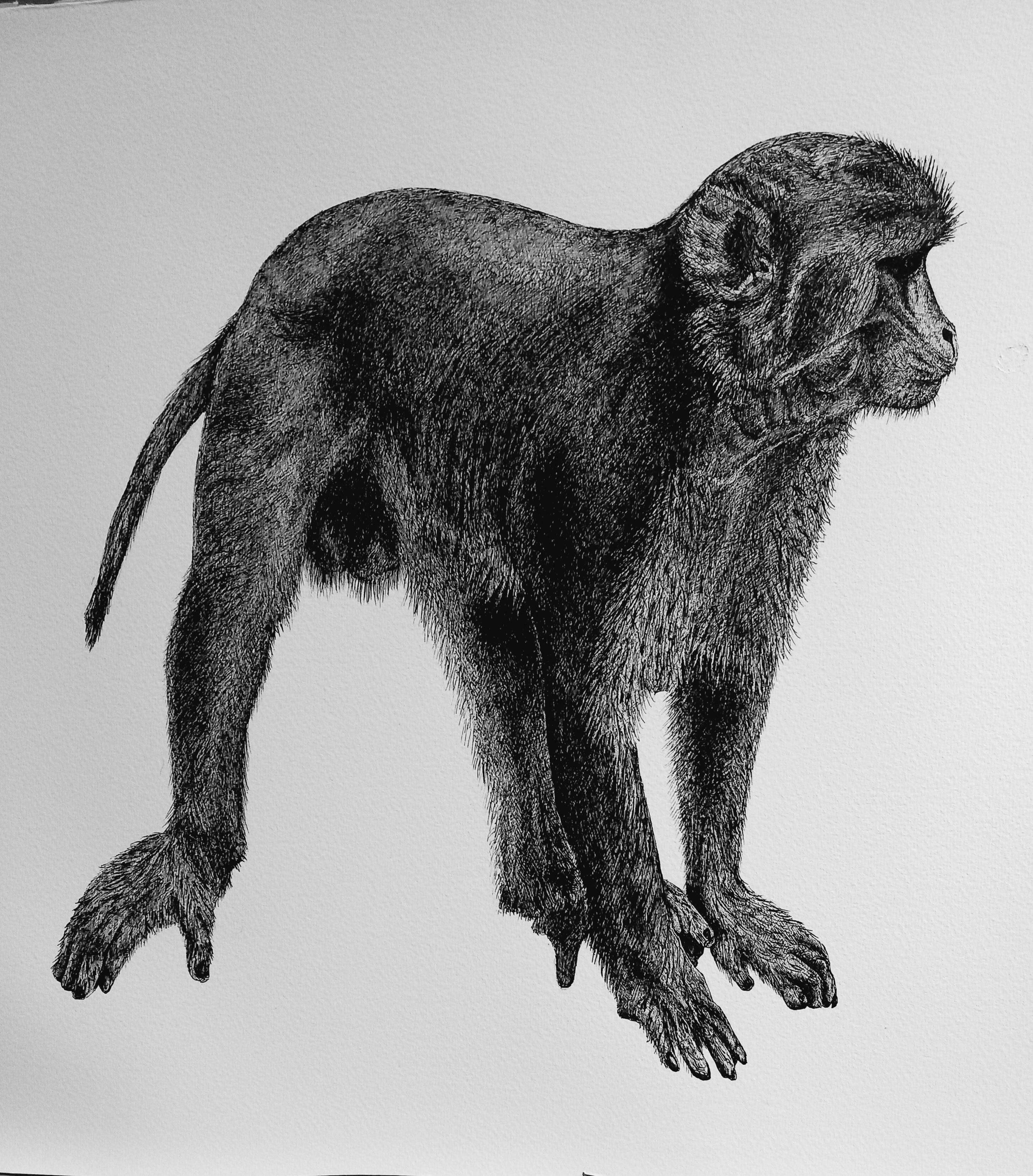 Helen Dean Monkey